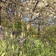 Matson Land Endangered Garry Oak Ecosystem