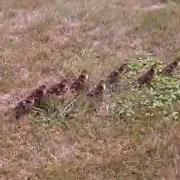 Men In Kilts-Victoria escorts family of ducks safely to Beacon Hill Park, duck pond. Pt 1